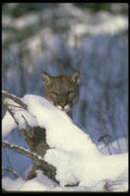 136048 Cougar Adult On Snow A4 Photo Print