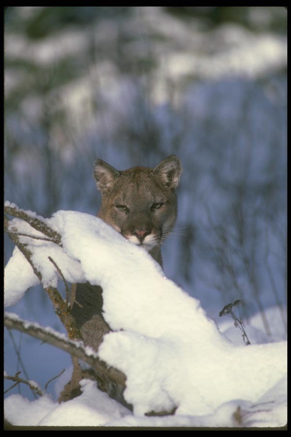 136048 Cougar Adult On Snow A4 Photo Print