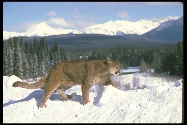 136049 Cougar Walking On Snowy Skyline A4 Photo Print