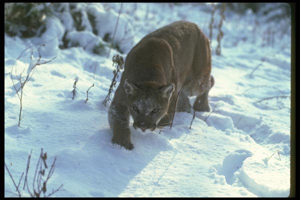 136050 Cougar Adult On Snow A4 Photo Print