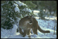 136051 Cougar Adult On Snow A4 Photo Print