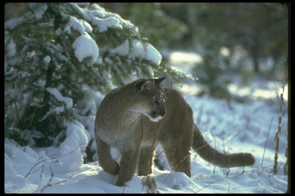 136051 Cougar Adult On Snow A4 Photo Print