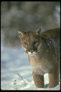 136052 Cougar Adult In Snowy Woods A4 Photo Print