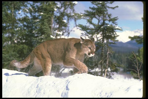 136053 Cougar Stalking Along Snowy Skyline A4 Photo Print