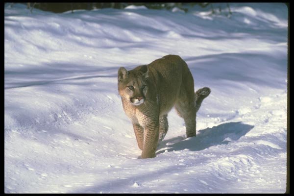 136054 Cougar At Edge Of Snowy Woods A4 Photo Print