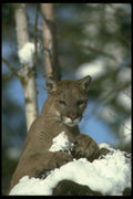 136055 Cougar Adult In Snowy Woods A4 Photo Print