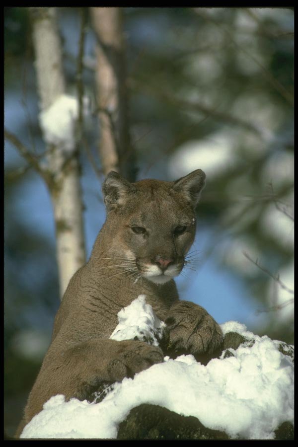 136055 Cougar Adult In Snowy Woods A4 Photo Print