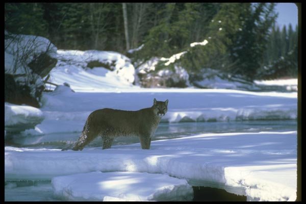 136056 Cougar Crossing Snowy Bridge A4 Photo Print