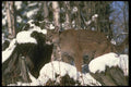 136057 Cougar Adult In Snowy Woods A4 Photo Print