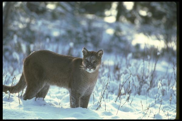 136058 Cougar Backlit On Snow A4 Photo Print