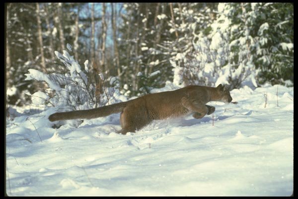 136059 Cougar Charging Through Snow A4 Photo Print