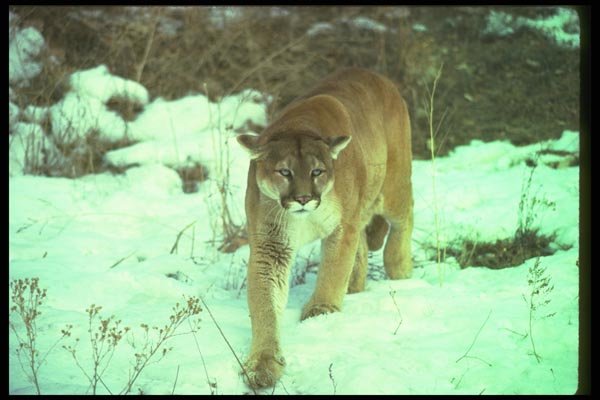 136060 Cougar Stalking A4 Photo Print