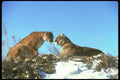 136061 Cougar Mated Pair A4 Photo Print