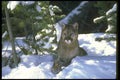 136062 Cougar At Edge Of Snowy Woods A4 Photo Print
