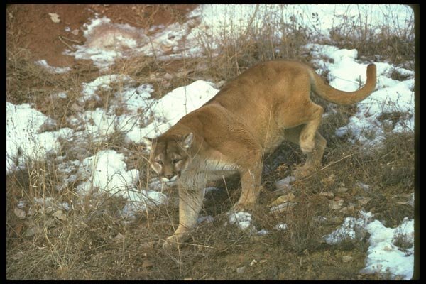 136063 Cougar Descending Hill A4 Photo Print