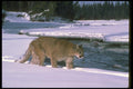 136064 Cougar Walking Beside Snowy River A4 Photo Print
