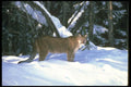 136065 Cougar At Edge Of Snowy Woods A4 Photo Print