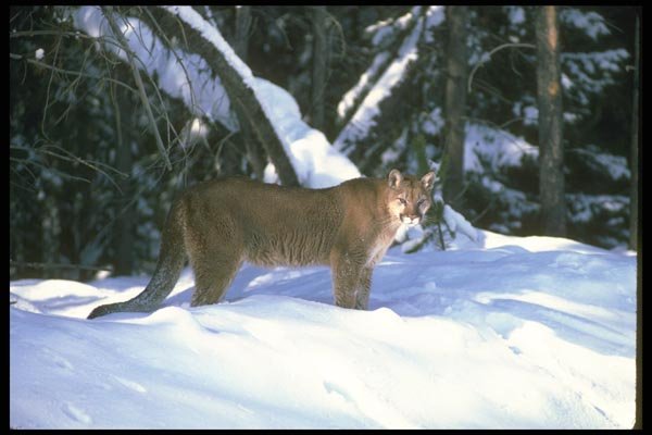 136065 Cougar At Edge Of Snowy Woods A4 Photo Print