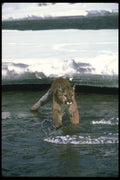 136066 Cougar Crossing Icy River A4 Photo Print
