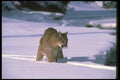 136067 Cougar Walking Beside Snowy River A4 Photo Print