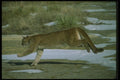 136068 Cougar Charging A4 Photo Print