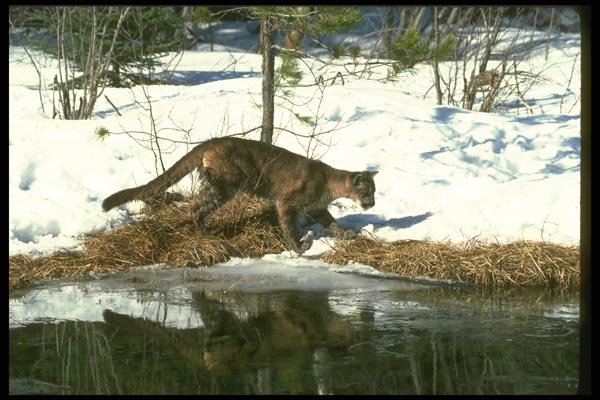 136069 Cougar Sub Adult By Icy Pond A4 Photo Print