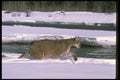 136070 Cougar Charging Along Snowy River A4 Photo Print