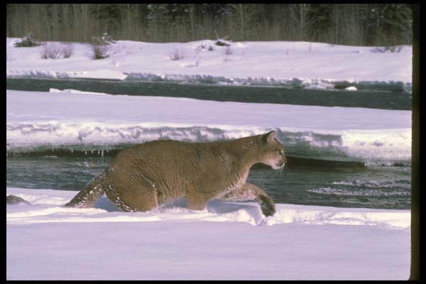 136070 Cougar Charging Along Snowy River A4 Photo Print