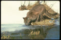 136071 Cougar Sub Adult Drinking A4 Photo Print