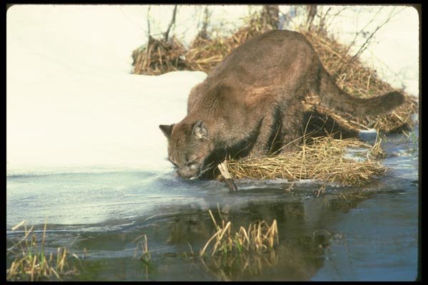 136071 Cougar Sub Adult Drinking A4 Photo Print