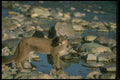 136072 Cougar At Edge Of River A4 Photo Print