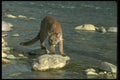 136073 Cougar On Rock In River A4 Photo Print