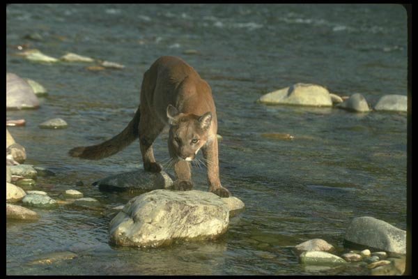 136073 Cougar On Rock In River A4 Photo Print
