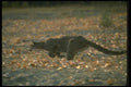 136074 Cougar Running A4 Photo Print