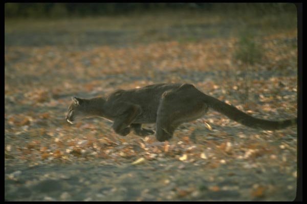 136074 Cougar Running A4 Photo Print