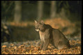 136075 Cougar Sitting Autumn A4 Photo Print