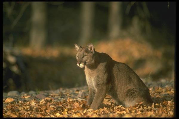 136075 Cougar Sitting Autumn A4 Photo Print
