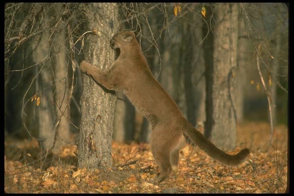 136076 Cougar Scratching Tree Autumn A4 Photo Print