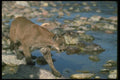 136077 Cougar At Edge Of River Autumn A4 Photo Print