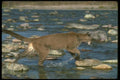 136078 Cougar Splashing Through River Autumn A4 Photo Print