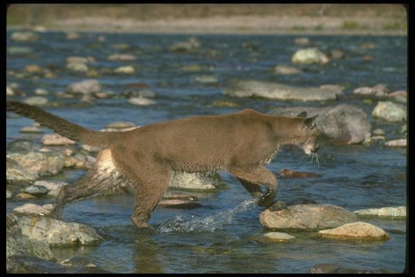 136078 Cougar Splashing Through River Autumn A4 Photo Print