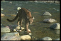 136079 Cougar At Edge Of River Autumn A4 Photo Print