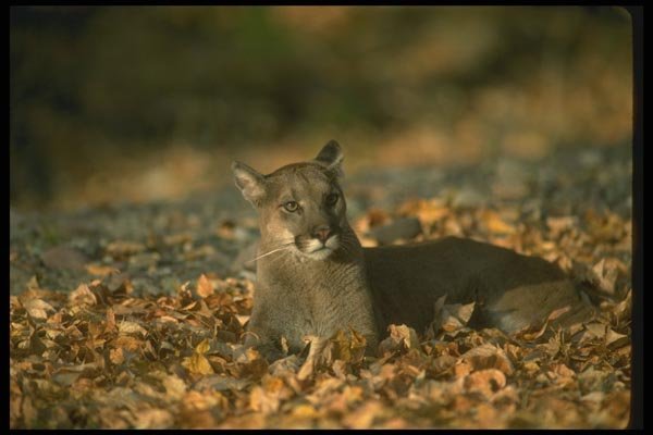 136080 Cougar Lying In Leaf Strewn Forest Autumn A4 Photo Print