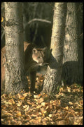 136081 Cougar In Leaf Strewn Forest Autumn A4 Photo Print