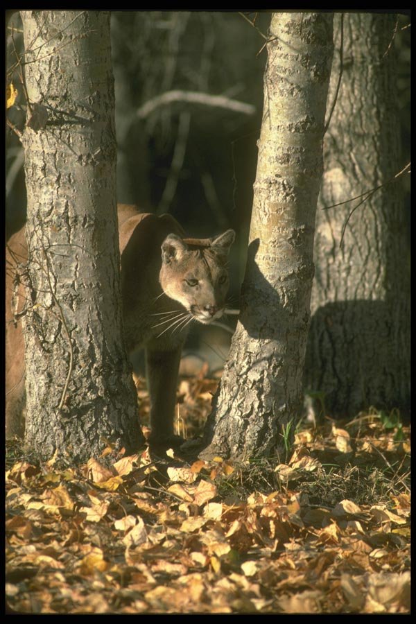 136081 Cougar In Leaf Strewn Forest Autumn A4 Photo Print