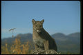 136082 Cougar Watching Autumn A4 Photo Print