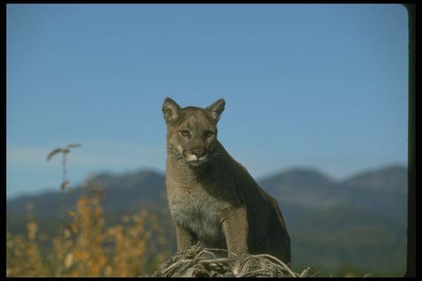 136082 Cougar Watching Autumn A4 Photo Print