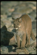 136083 Cougar At Edge Of River Autumn A4 Photo Print