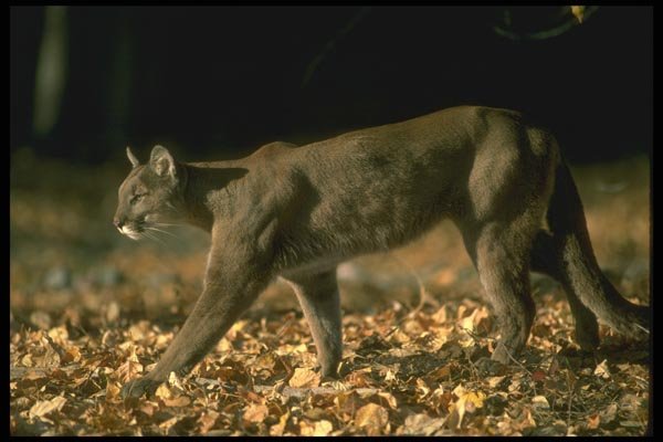 136084 Cougar In Leaf Strewn Forest Autumn A4 Photo Print
