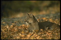 136085 Cougar Lying Down In Leaf Strewn Forest Autumn A4 Photo Print
